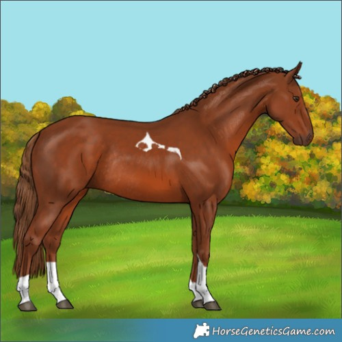Horse Color:Chestnut Tobiano Rabicano 