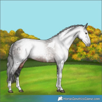 Horse Color:Gray White Spotted Liver Chestnut Tobiano 