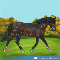 Horse Color:White Spotted Brown Sabino Rabicano