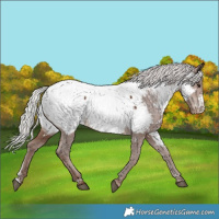Horse Color:White Spotted Silver Black Sabino Appaloosa 
