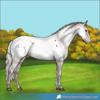 Horse Color:White Spotted Silver Black Sabino Appaloosa 
