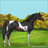Horse Color:Brown Tobiano