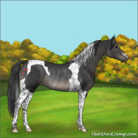 Horse Color:Black Tobiano Rabicano 