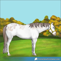 Horse Color:Sable Champagne Roan Splash Appaloosa 
