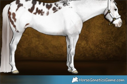 Horse Color:Bay Frame Appaloosa 