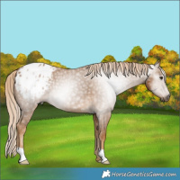 Horse Color:Gray Palomino Appaloosa 