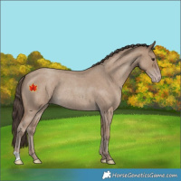 Horse Color:Classic Champagne Roan Rabicano 