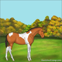 Horse Color:Buckskin Tobiano 