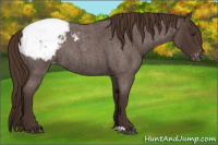 Horse Color:Liver Red Roan Appaloosa Rabicano 