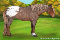 Horse Color:Liver Red Roan Appaloosa 