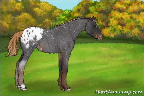 Horse Color:Liver Red Roan Appaloosa 