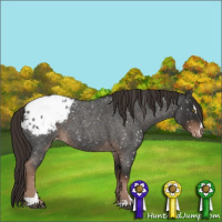 Horse Color:Liver Red Roan Sabino Appaloosa 