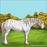 Horse Color:Liver Red Roan Sabino Appaloosa 
