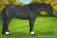 Horse Color:Blue Roan 