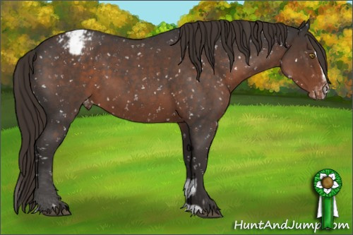 Horse Color:Liver Red Roan Sabino Appaloosa 