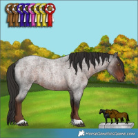 Horse Color:Liver Red Roan Rabicano 