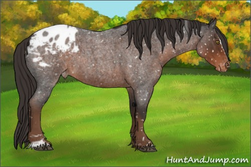 Horse Color:Liver Red Roan Sabino Appaloosa 