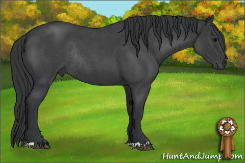 Horse Color:Blue Roan Rabicano 
