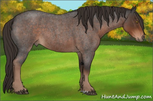 Horse Color:Liver Red Roan 