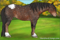 Horse Color:Liver Red Roan Appaloosa 