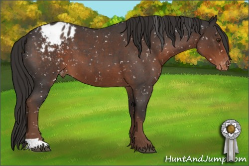 Horse Color:Liver Red Roan Appaloosa 