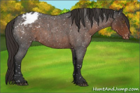 Horse Color:Liver Red Roan Appaloosa Rabicano 