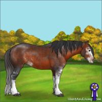 Horse Color:Bay Sabino 