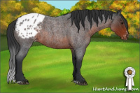 Horse Color:Brown Roan Sabino Appaloosa