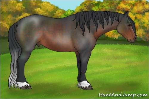 Horse Color:Brown Roan 