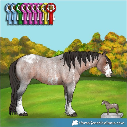 Horse Color:Brown Roan Sabino Appaloosa 