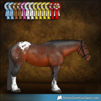 Horse Color:Brown Sabino Tobiano Appaloosa 