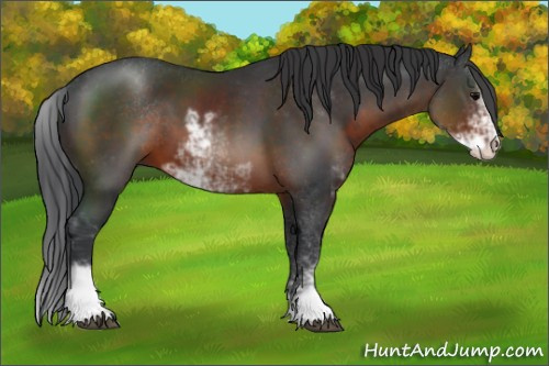 Horse Color:Brown Sabino 