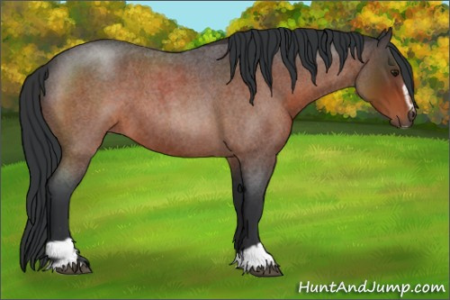 Horse Color:Brown Roan Sabino 