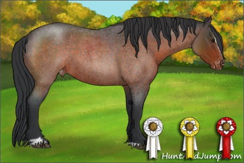 Horse Color:Brown Roan Sabino Appaloosa 