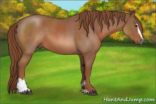 Horse Color:Red Roan Sabino 