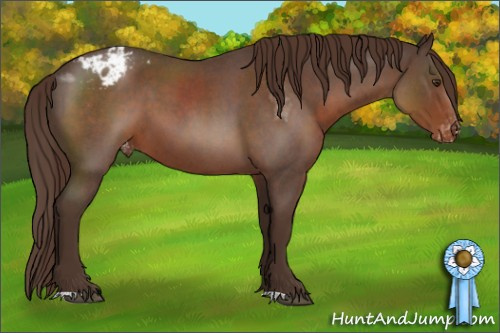 Horse Color:Liver Red Roan Appaloosa 