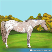 Horse Color:White Spotted Chestnut Appaloosa Rabicano 
