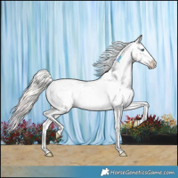Horse Color:Silver Bay Sabino Splash Appaloosa 