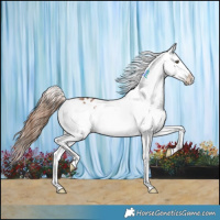 Horse Color:Chestnut Sabino Appaloosa 