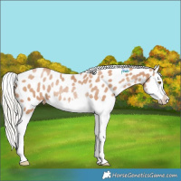 Horse Color:Silver Black Pearl Splash Appaloosa Rabicano
