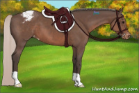 Horse Color:Silver Black Appaloosa 