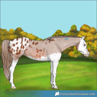 Horse Color:Chestnut Splash Appaloosa 