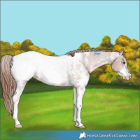 Horse Color:Chestnut Sabino Appaloosa Rabicano 