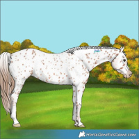 Horse Color:Chestnut Appaloosa 