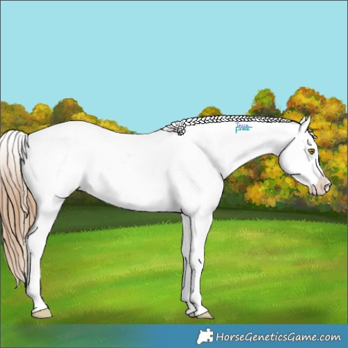 Horse Color:Chestnut Pearl Tobiano Frame Appaloosa Rabicano 