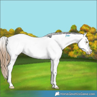 Horse Color:Chestnut Pearl Tobiano Frame Appaloosa Rabicano