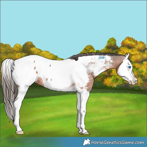 Horse Color:Brown Splash Appaloosa Rabicano