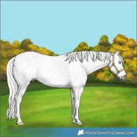 Horse Color:Gray Cremello Sabino Frame 