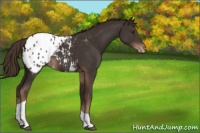 Horse Color:Liver Chestnut Tobiano Appaloosa Rabicano 