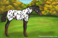 Horse Color:Liver Chestnut Appaloosa 